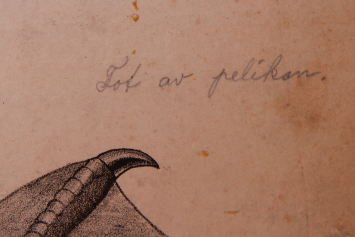 Detaljer av ulike ender.