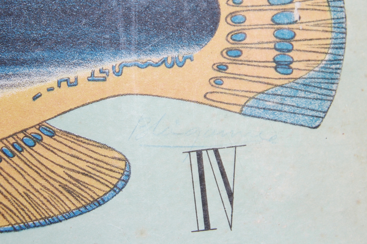 Detaljer av forskjellige fiskearter.