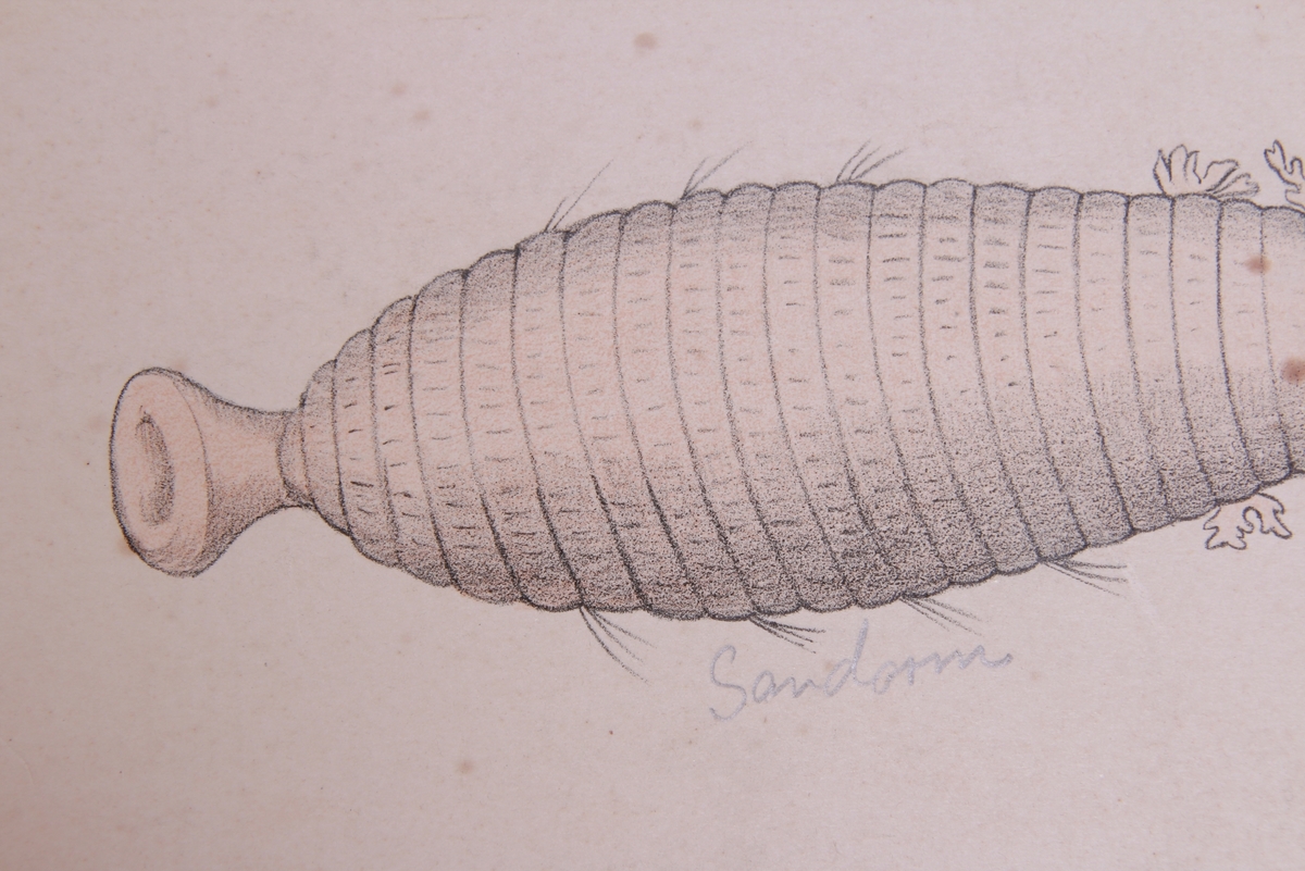 Detaljer av bendelormer.