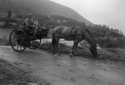 Mann med hund, begge sittende oppe i en vogn spent til hest.