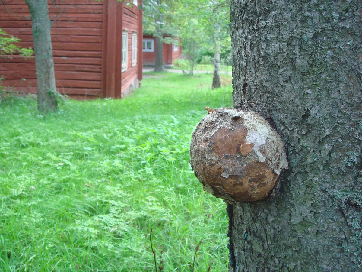 Vril på träd vid Bergsmansgården.