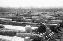 Sogn gartneri. Mars 1949