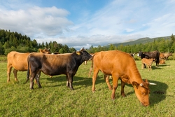Storfe på beite i Brydalen, Tynset, Hedmark. Buskap. Husdyrb