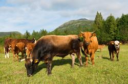 Storfe på beite i Brydalen, Tynset, Hedmark. Buskap. Husdyrb