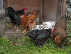 Fra "Fløttdagen" på Dølmotunet 2016, Tolga, Hedmark. Musea i