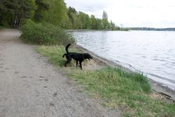 Blandingshund Chicko på luftetur ved skogsjø.