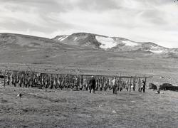 Reinslakt på Valdresflya.