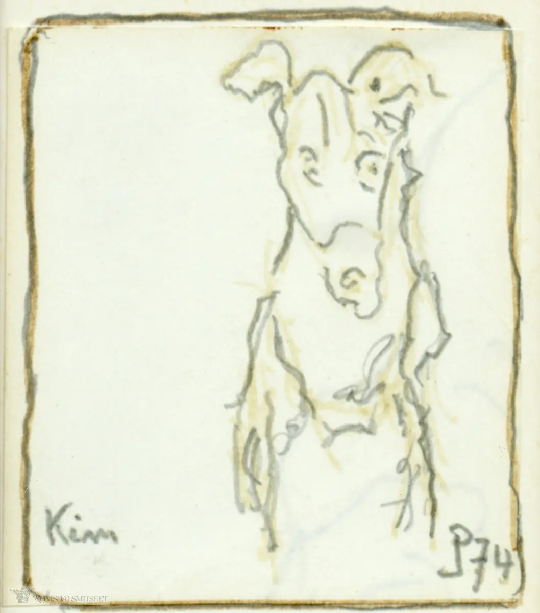 En hund sett forfra.