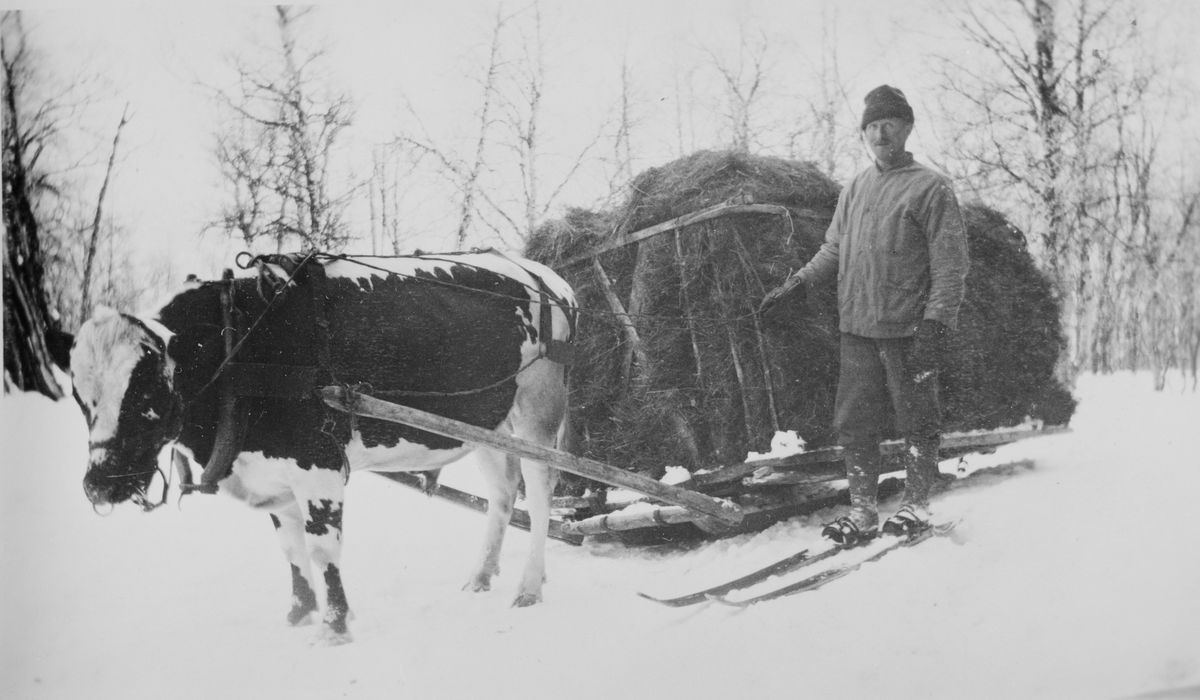 Høykjøring med oksen Rusken på vinterføre, ca. 1939