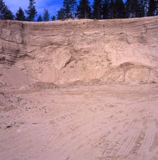 Backsvalekoloni i Per-Jörgens gruva med cirka 280 bohål 2 juni 1997.