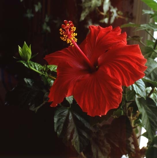 Röd hibiskusblomma i närbild, 1989.