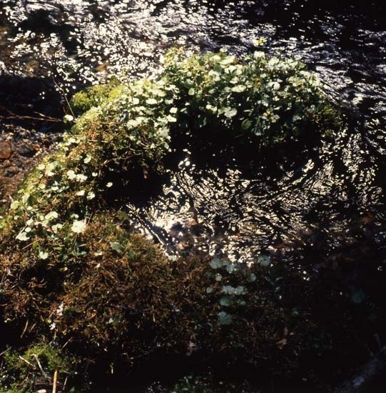 Bäckhuvudet i Glábäcken maj-juni 1985.