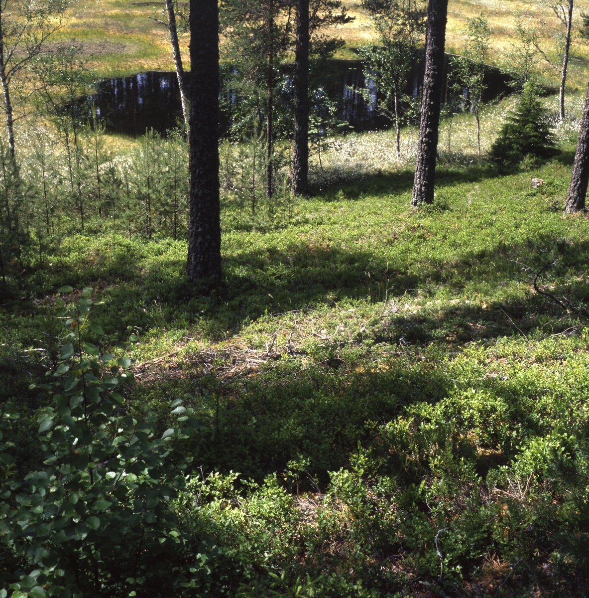 Lilldärda-gölarna i motljus, maj-juni 1999.