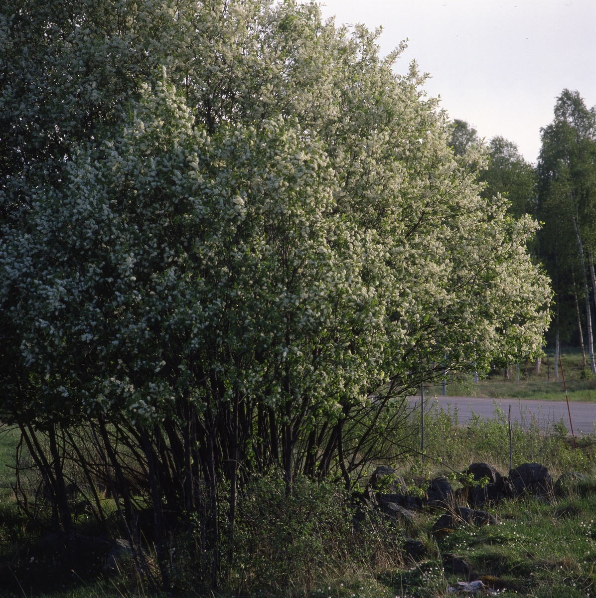 Häggblomning i Hamnäs 7 maj 1990.