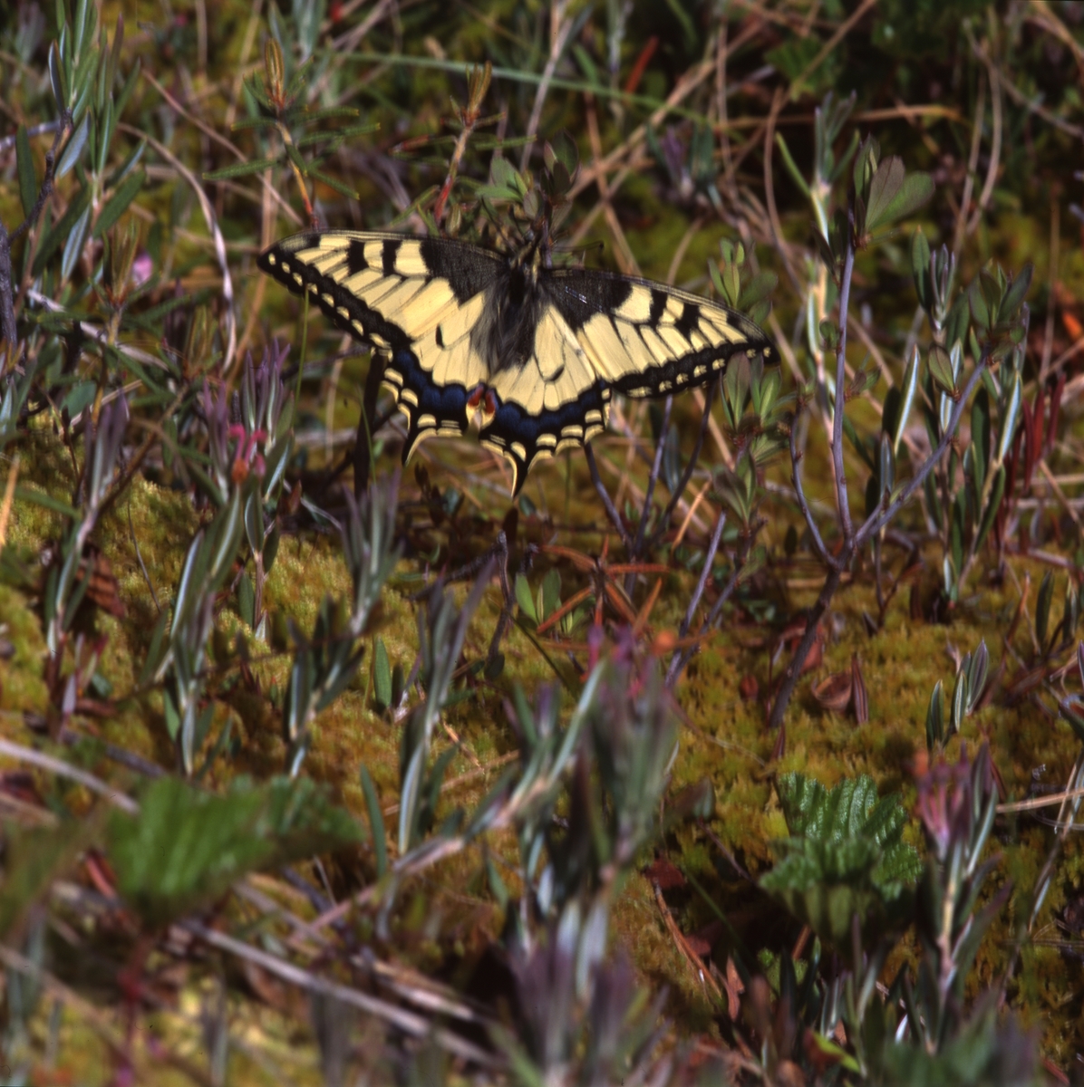 Makaonfjäril (Papilio machaon) som även kallas för för svalstjärt eller parasollfjäril och hör till familjen riddarfjärilar. Här vid Stråsjön 25 juni 1996.