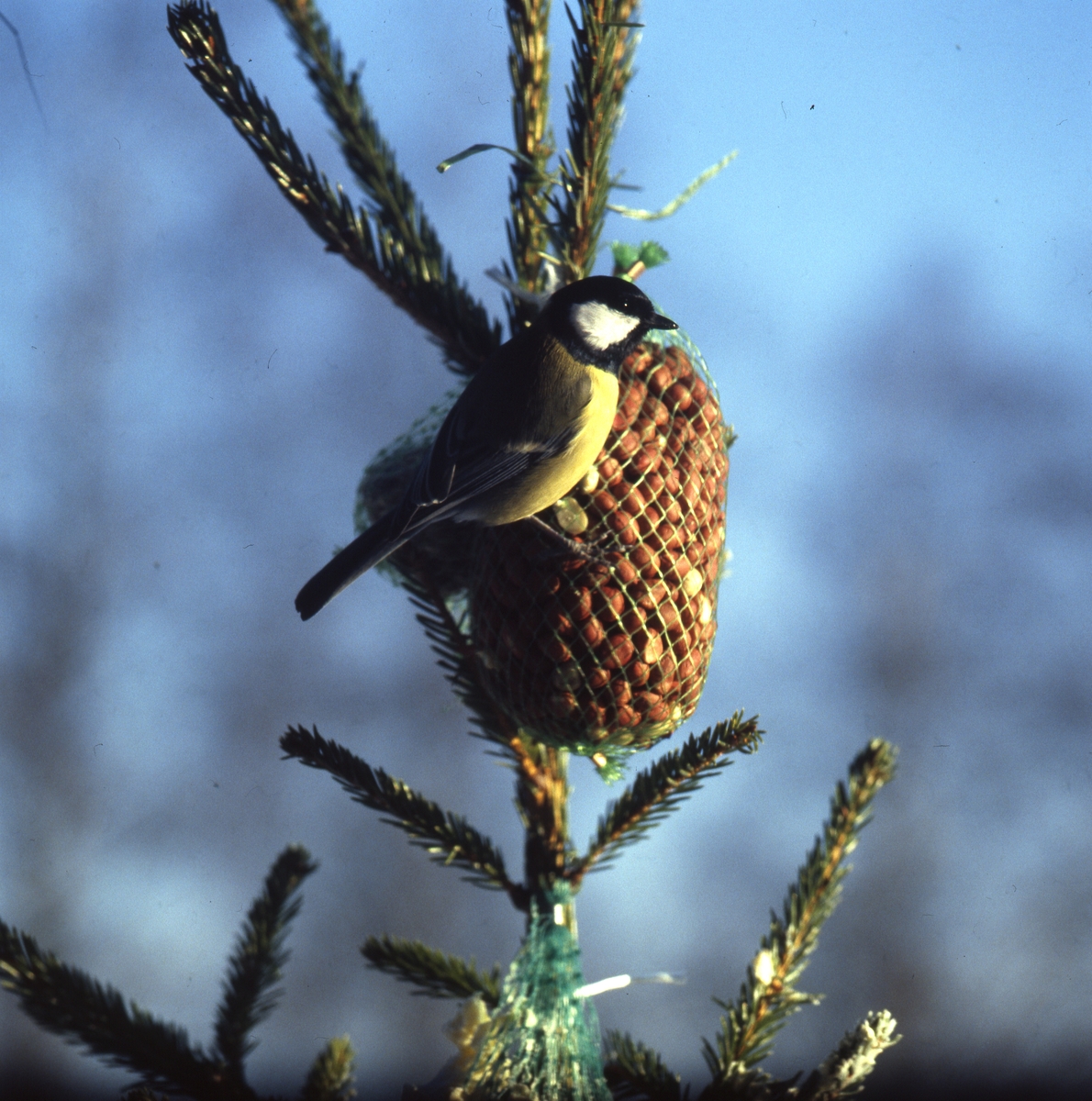 En talgoxe sitter på en nötboll i en grantopp, Sunnanåker januari 1987.