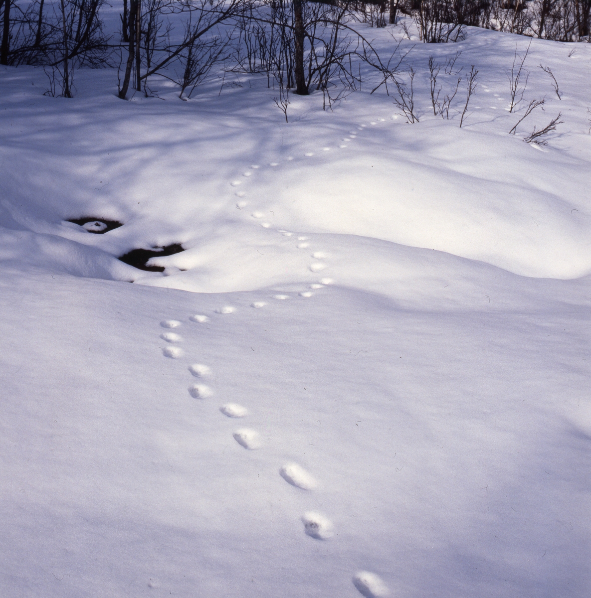 Djurspår i snön troligen av grävling, mars-april 1986.