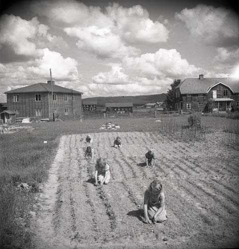 Några ungdomar står på knä i grönsakslandet och rensar ogräs. Från Unga odlares klubbodlingar, 1948.