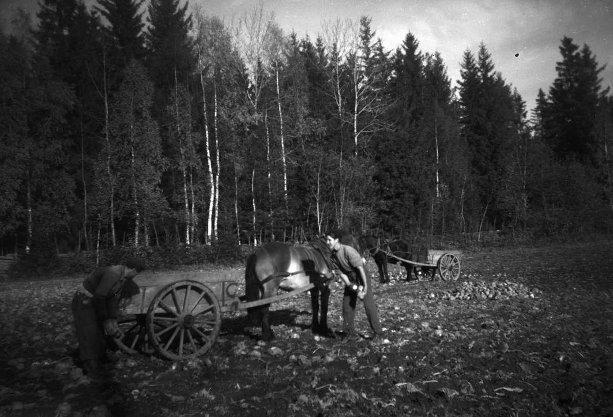 Høsting av kålrot, Åstad gard?, Ring, ukjente gardsarbeidere. Hest