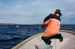 Sjølaksefisker Øystein Løfgren trekker sjølaks opp av havet 