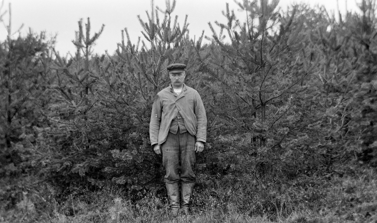 Tolv år gammelt furubestand som er angrepet av soppinfeksjonen Lophyrus rufus.  En mann med bart, skjermlue og jakke står foran bestandet. Skogplanting.