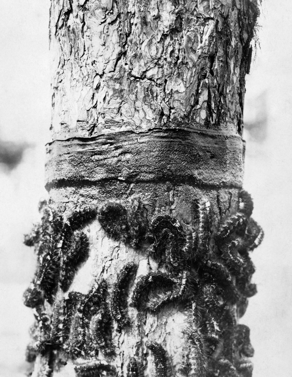 Furustamme som er angrepet av furuspinner (Dendrolimus pini).  Fotografiet er tatt i Elverum i 1902-03, i forbindelse med furuspinnerangrepet disse åra.  Furuspinneren er ei nattsommerfugllarve, som har sitt tilhold på tørre sand- og grusmoer.  Sommerfuglen legger egg i barken på trærne. Om høsten, når kulda kommer, kryper larvene nedover stammene og overvintrer i mosedekket.  Om våren kryper de igjen oppover stammene og angriper nålene på trærne, og ved store oppblomstinger i bestandet kan de bli ribbet for bar. For å forhindre slike skader ble det påstrøket klebrig lim i en ring rundt trestammene, der larvene ble stanset.  Fotografiet viser en delaj fra en furustamme der larvenes vandring er stanset under «limringen».