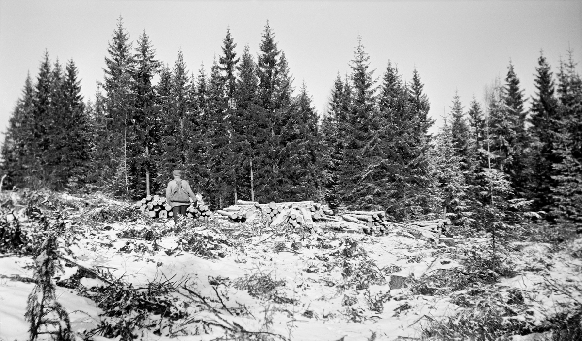 Hogstfelt i Bjørnebråtskogen i Ski i Akershus.  Fotografiet er tatt en februardag i 1943, da det lå et tynt snølag over skogen.  I forgrunnen ser vi ei lita flate der det var foretatt hogst forrige sommersesong.   En del gran av forholdsvis små dimensjoner, mest egnet til ved, var lunnet sammen i utkanten av feltet, sannsynligvis i påvente av at det skulle komme såpass med snø at virket kunne hentes og kjøres fram på hestesleder.  En mann med ryggsekk gikk mot tømmerlunna da dette fotografiet ble tatt.  Navnet «Th. Johannson» er knyttet til dette motivet, og det kan naturligvis ha vært mannens navn.