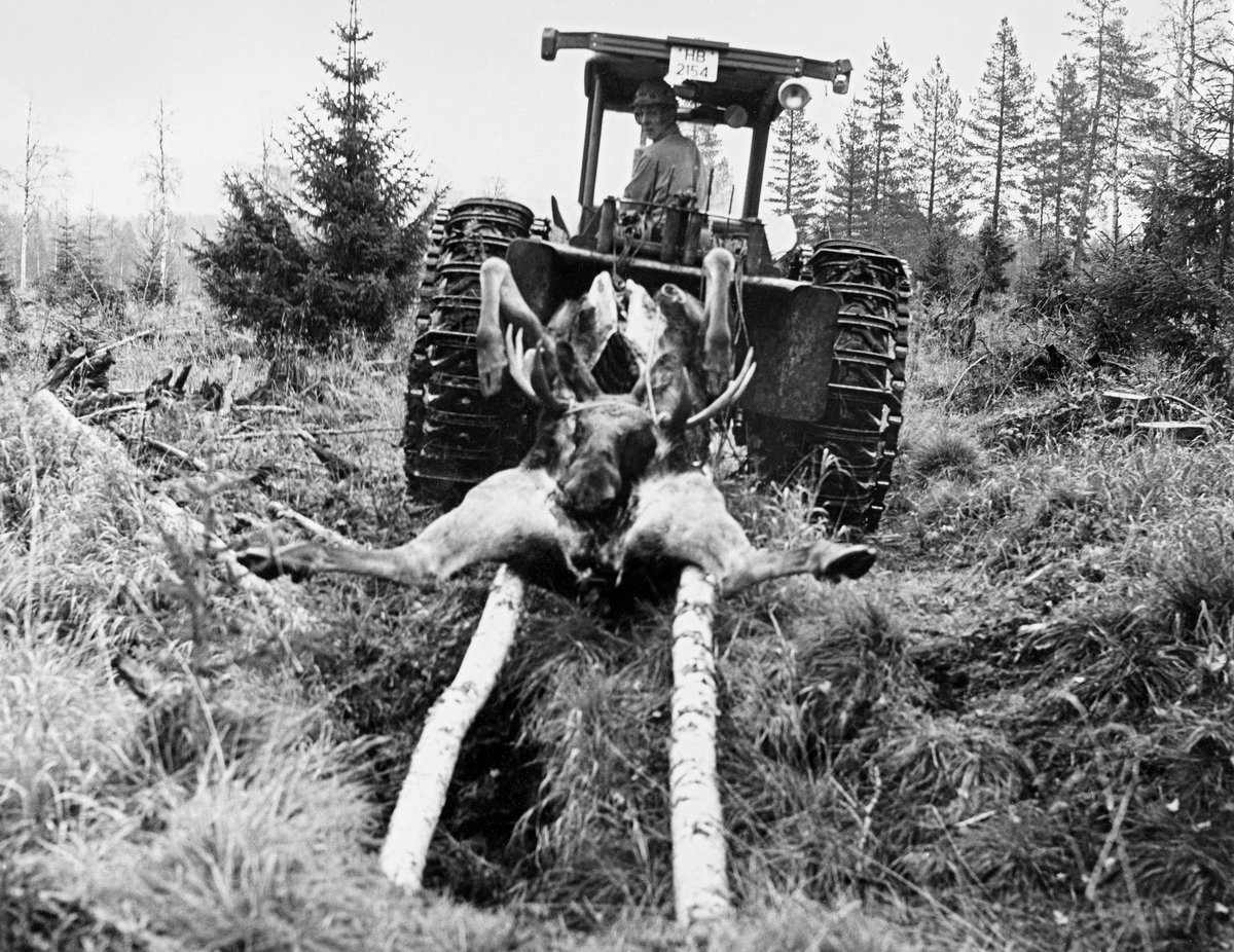 Transport av felt elgokse med traktor høsten 1974.  Elgen er lagt på to rajer – forholdsvis tynne, kvistete granstammer – som er lagt parallelt med en snau meters innbyrdes avstand.  Elgslaktet ligger på ryggen på disse rajene, med hodet i det utvommete bukpartiet.  Slepet er heist noe opp i forkant ved hjelp av lunnepanna på en vinsj, som er montert bak på en traktor med halvbelter.  Traktorføreren er Odd Øien fra Nordre Osen i Åmot.  Leif Hansen overtok transporten med lastebil og kjørte videre til Bånrud.  Akkurat her kjøres det på grasmark, som antakelig har vokst fram etter en hogst noen få sesonger før bildet ble tatt. Elgjakt. Storviltjakt.