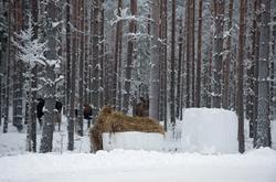 Vinterfôringsplass for elg i Løiten almenning, antakelig i E