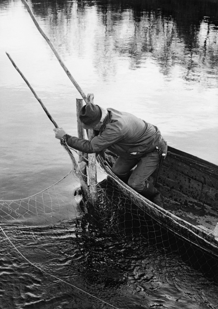 Oscar Næss fra Karasjok setter posegarn i stengselsinnretningen han brukte til å fange laks i elva Karasjokka.  Næss er fotografer i stevnen på en elvebåt der han fester ei raje – goarat – som han har tredd i kanten på garnposen – joddomohkki – til faststående stolper på elvebotnen.  Fotografiet er tatt i 1975. 