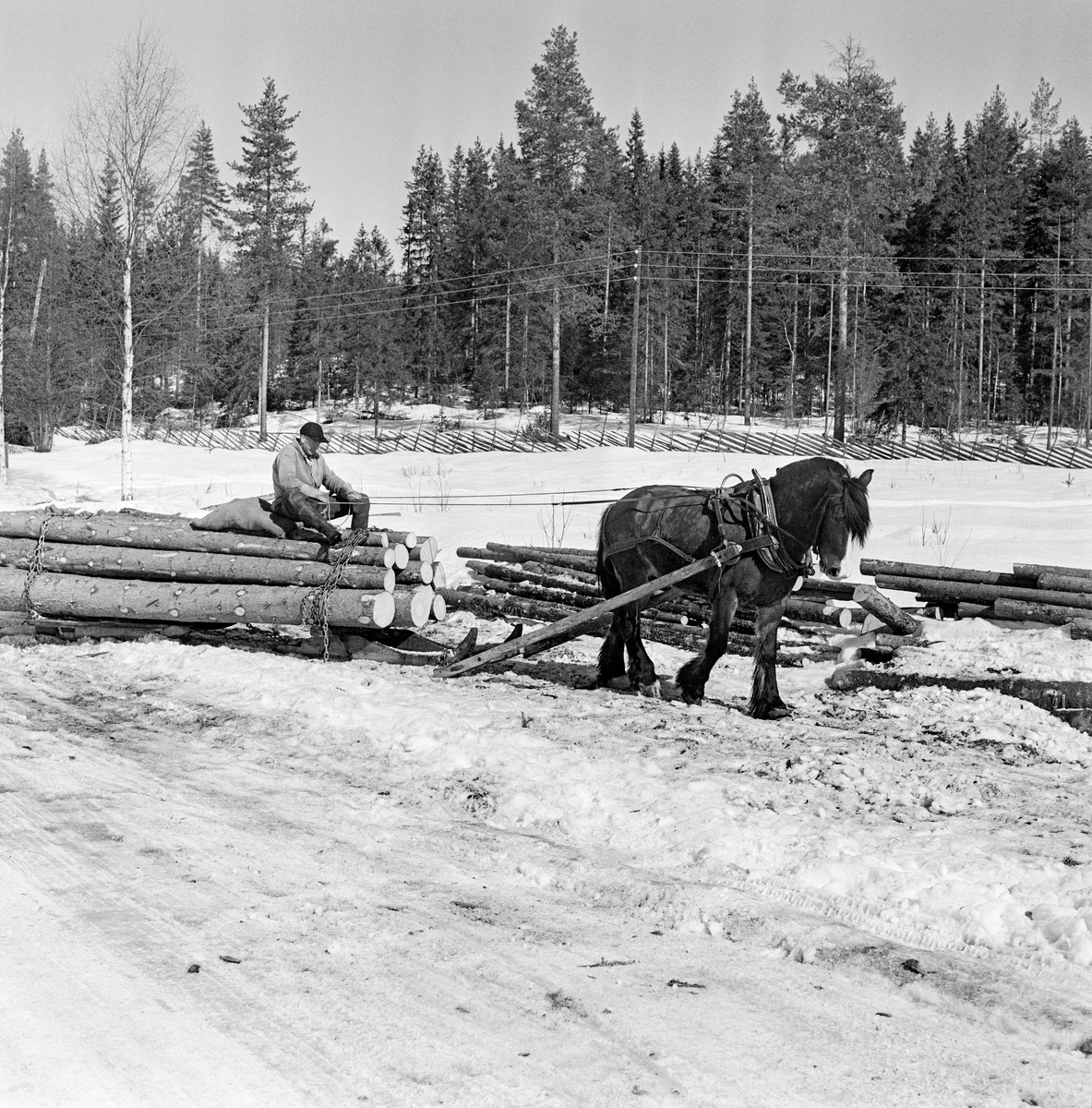 Jørgen Larsen (1919-1988) fra Hernes i Elverum, fotografert under tømmerkjøring med hest i Stavåsen vinteren 1971.  Her er det en dølahest som trekker et forholdsvis stort lass med ubarket grantømmer på en tømmerrustning – en toleddet tømmerslede, som også ble kalt «bukk og geit».  Bildet er tatt idet Larsen og hesten hans ankommer velteplassen som lå like ved en bilveg over et snødekt jorde.  Hesten hadde bogtresele med ei stoppet ringpute, som er tredd over hodet på dyret slik at den ligger an mot nakken og bringen på trekkdyret.  Derfra går det kraftige drotter (draglær) til orringen, som er plassert i krysningspunktet mellom bukgjorden, bærereimene fra høvret og bakselen.  Bakselen, som ble ført horisontalt fra orringene bakover sidene og rundt øvre del av lårene, var nødvendig for at hesten skulle kunne «holde igjen» i utforbakker.  Hesten ble styrt ved hjelp av tømmer, som er forankret i et munnbitt.  Tømmene ble ført gjennom ringene på høvret, og de var så lange at kjørekaren kunne betjene dem fra en sittende posisjon på en høyfylt striesekk den fremre delen av tømmerlasset. 