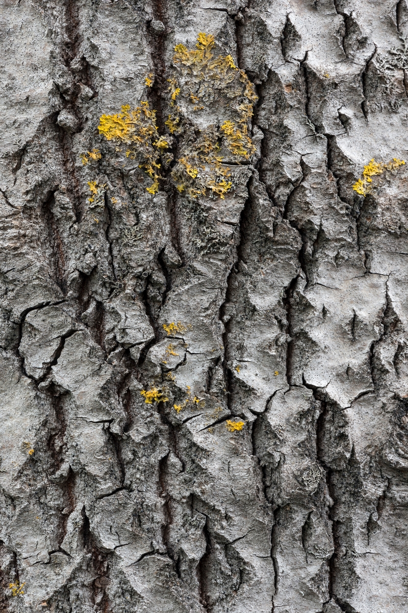Bark fra ospetre (Populus tremula) som vokser i Elverum i Hedmark.  Fotografiet viser ei grålig, furet barkflate med innslag av en gul lavart.  Ospebarkens utseende varierer med trærnes trivsel og alder.  Glatt, lys bark er vanligvis et tegn på at treet er i god vekst.  Skorpebark, som på dette fotografiet, finner vi helst på eldre, stagnerende trær.  Ospebarken inneholder, som barken på andre treslag, store mengder korkceller.  Dette er døde, tilnærmet mursteinsformete celler med luft- og vanntette, slik at de isolerer trestammen både mot klimaforhold og mot skadegjørere i form av insekter og sopp.  Insektarten stor ospebukk (Saperda carcharias), som på larvestadiet lever i osp, og skaper åpninger i barken som blir innfallsporter for råtesopper.  Det samme gjør barkspisende dyrearter, som mus, vånd, har, rådyr, hjort og elg.  Dessuten kan beveren gjøre store innhogg i ospeskogen.  Det finnes imidlertid ikke spor etter slike skadegjørere på det utsnittet av ospebark som vises på dette fotografiet.  Ospa har lys, forholdsvis bløt ved, som lett «reiser seg» ved bearbeiding.  Som materialtre var osp lenge etterspurt som råstoff til fyrstikkindustrien, men den siste norske fyrstikkfabrikken ble nedlagt i 1984.  Osp er også et godt råstoff til mekanisk papirmasse, men ikke til kjemisk masse.  Dette treslaget har i tillegg en viktig økologisk funksjon, som et populært tilholdssted for hulerugende fugler. 