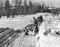 Kåre Østerhaug (1916-1981) fra Trysil kjører tømmer med hest