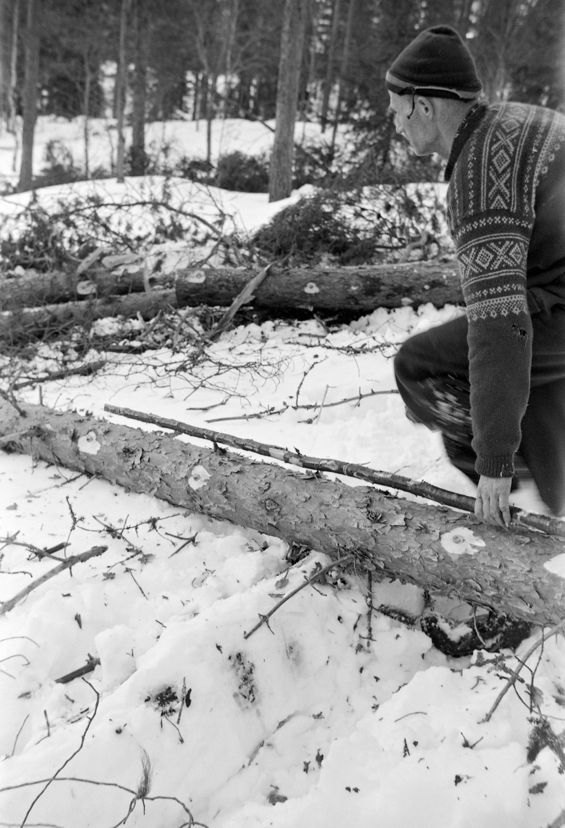Apteringsarbeid på nyfelt furutre i Kiær & Cos skog i Ytre Rendalen i Hedmark.  Fotografiet ble tatt under den store hogstundersøkelsen i 1965.  Undersøkelsen klassifiserte dette hogstfeltet som en «pen og middels» skogtype.  Skogsarbeideren som var studieobjekt da dette bildet ble tatt var en middelaldrende mann, kledd i vadmelsbukser og ullgenser (med såkalt Marius-mønster).  På hodet hadde han ei stikket lue, mens fingrene derimot var bare.  Da dette fotografiet ble tatt gikk skogsarbeideren bøyd langs toppdelen av en nykvidstet furustamme med en såkalt «skant», en sjøllagd målestav, som ble brukt til å bestemme lengdemål på tømmeret.  Hovedpoenget med apteringsarbeidet var å ta stilling til hvordan den felte trestammen på optimalt vis skulle deles opp i stokker.  Dette ble vanligvis gjort i forlengelsen av kvistingsprosessen.  I dette tilfellet dreide det seg imidlertid om en toppstokk, som på grunn av begrenset diametermål og mye kvist knapt var interessant for sagbrukene.  Derfor ble dette denne delen av stammen sannsynligvis kappet i en lengde som høvde for slipvirke, tømmer som skulle bli råstoff til tremasse eller cellulose i papir- eller kartongproduksjonen.