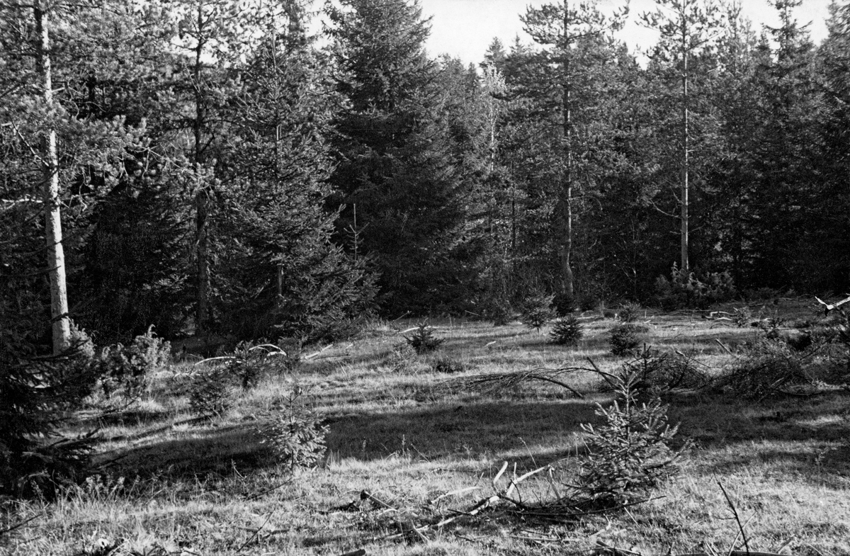 Plantefelt på grasbevokst slette i en av Treschow-Fritzøes skoger i Lardal i Vestfold.   Bildet ble tatt i 1938, sju år etter at det ble plantet gran på denne sletta.  Det som har opptatt fotografen, statskonsulent Waldemar Opsahl, er at de forholdsvis få plantene som har greid seg er små og har en tett, busket greinstruktur.  Dette mente Opsahl skyldtes beiteskader, og han trodde også at plantetfeltet kunne ha hatt en atskillig tettere og mer frodig bestokning dersom man hadde satt beskyttende trestikker ned i marka, parallelt med plantenes stammer.  Dette var gjort på et annet beiteeksponert plantefelt i samme kommune, der tettheten og vekstutviklinga fra en skogbrukers synsvinkel viste seg langt mer lovende (jfr. SJF-F.011077).