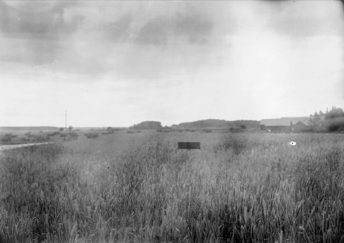 Sädesfält med skylt med reklam för konstgödsel, 1925