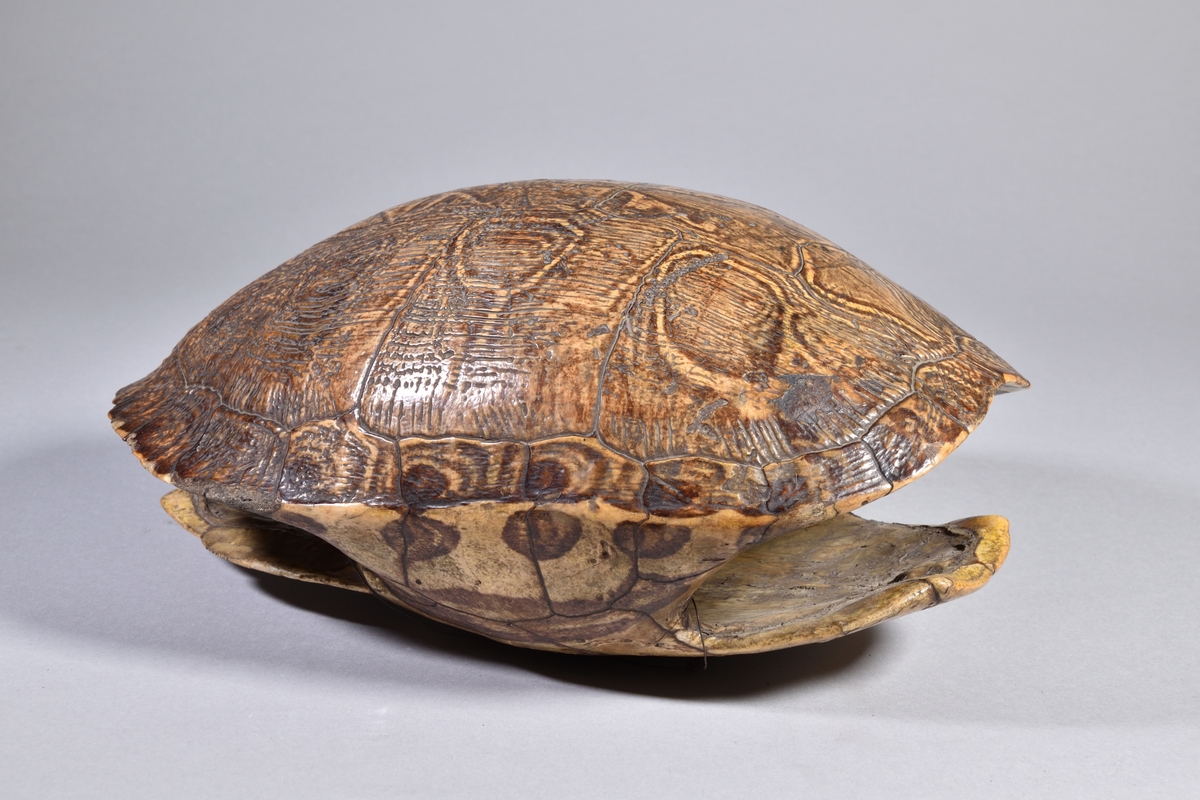 Sköldpaddsskal, med både över- och undersida, i olika bruna nyanser.