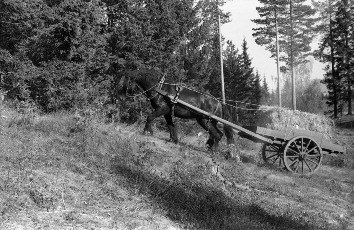 Kjøring med hest og kjerre, lastet med halmbunter, i terreng sannsynligvis ved Hærens Hesteskole på Starum. Seks bilder, mai 1953.