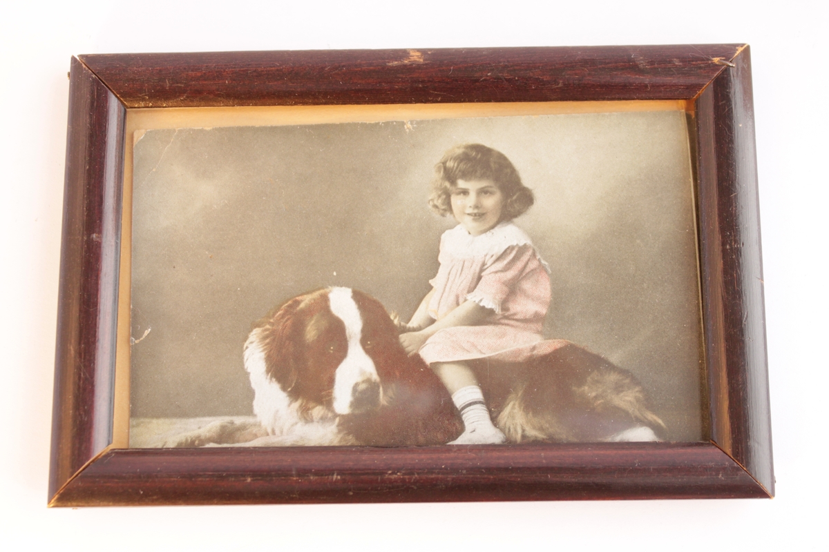 Kolorerat fotografi inramat bakom glas och en brunsvart enkel träram. Motivet föreställer en liten flicka i rosa klänning som sitter på en Sankt Bernhardshunds rygg.