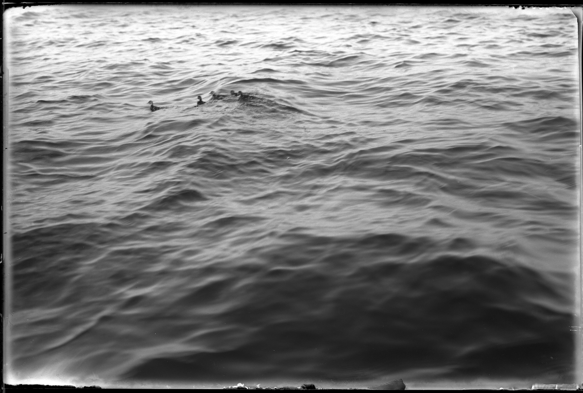 En andkull på fem ungar simmar i vattnet.