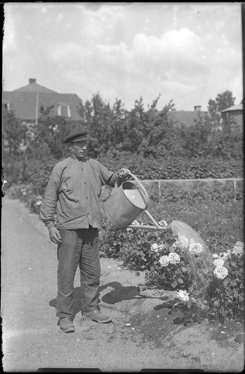 Gustaf vattnar rosor i Bergs trädgård. Tolkat som att trädgården tillhör Gunnar Teodor Berg och Margit Maria (f. Eriksson Nordin).
