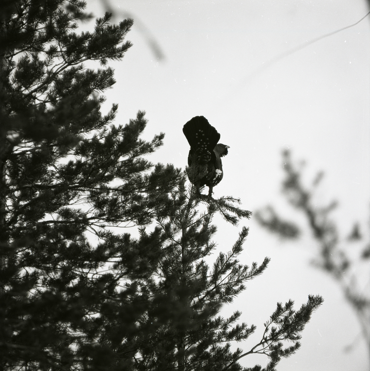 En spelande tjäder står på böjd gren i ett träd april 1976 vid Häggtjärnen.
