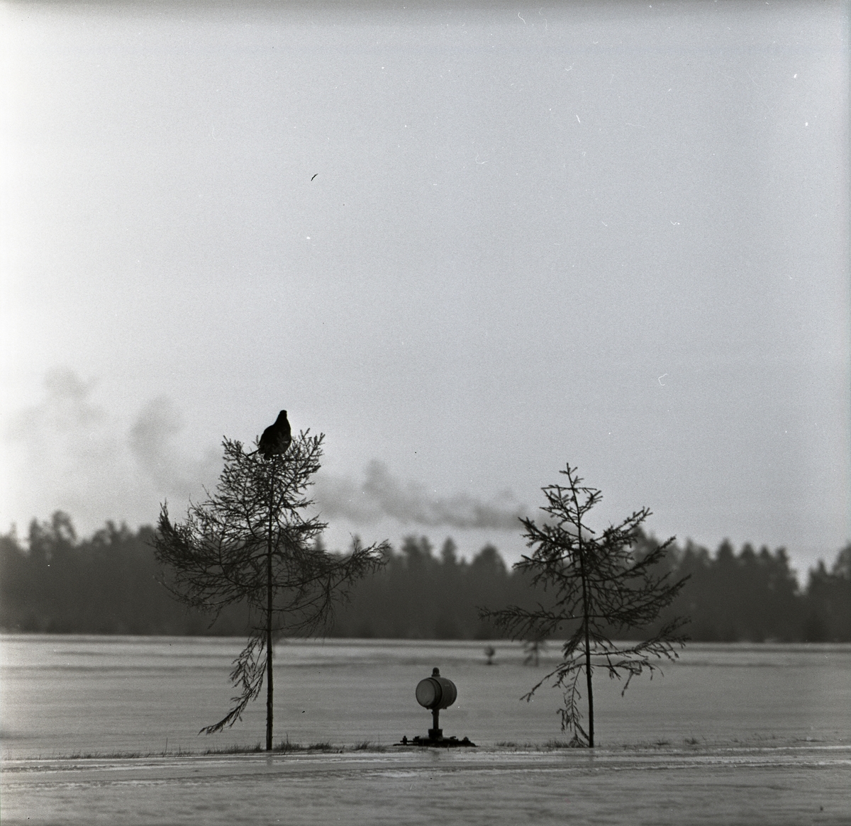 En orre sittandes i ett träd ovanför en strålkastare vid F15 i Söderhamn den 4 februari 1957.