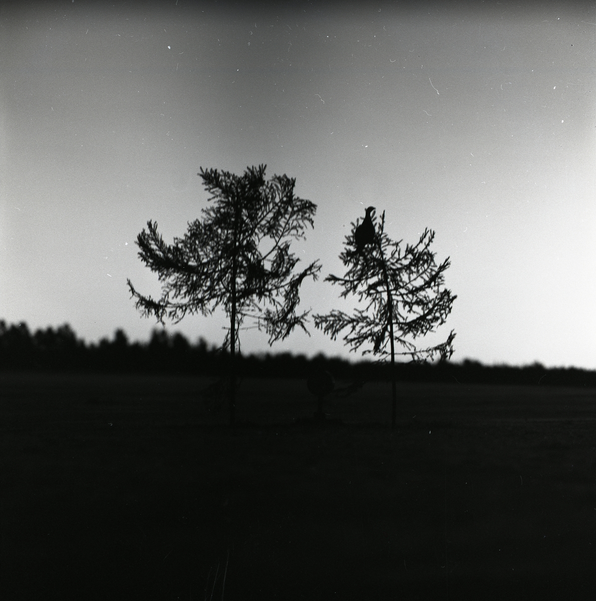 Orre sitter i ett träd vid F15 i Söderhamn, 1957.