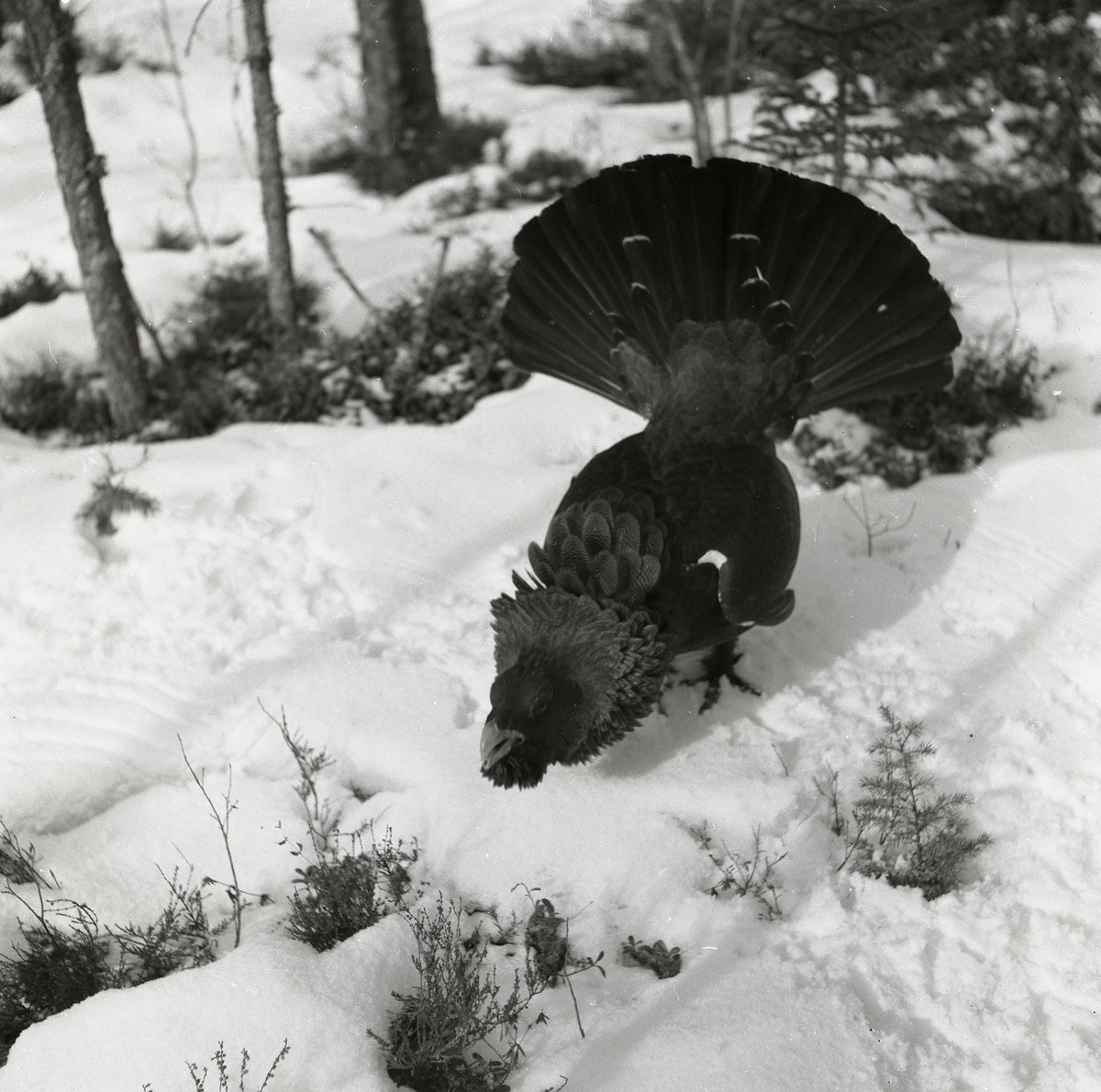 Tjäder med utspärrade stjärtfjädrar i skogen 1954. Lämnar spår på snön på marken.