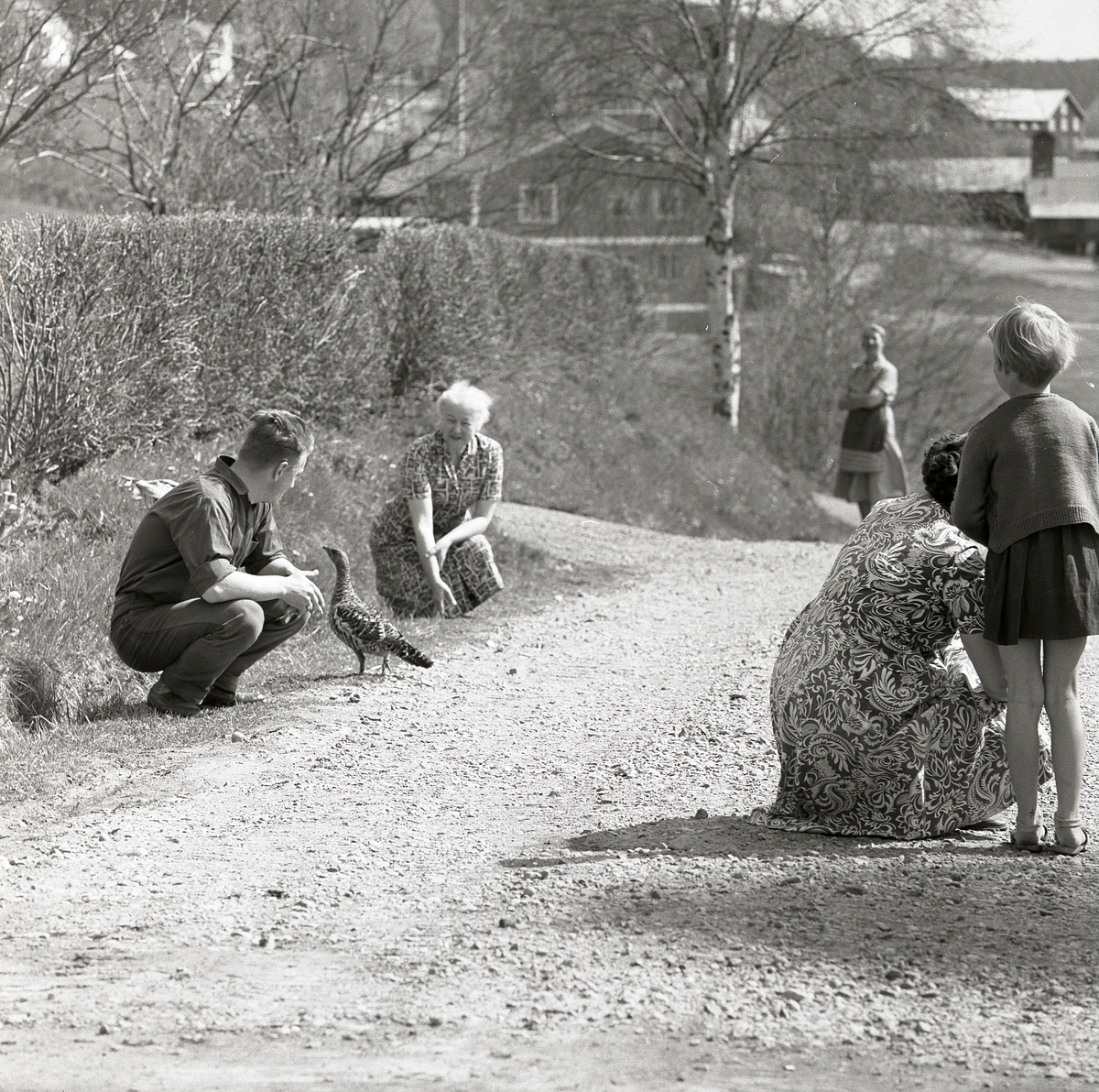 Några män och kvinnor står på en grusväg och tittar på en   tjäderhöna. Bredvid vägen finns en häck och några hus, Krylbo 16 maj 1960.