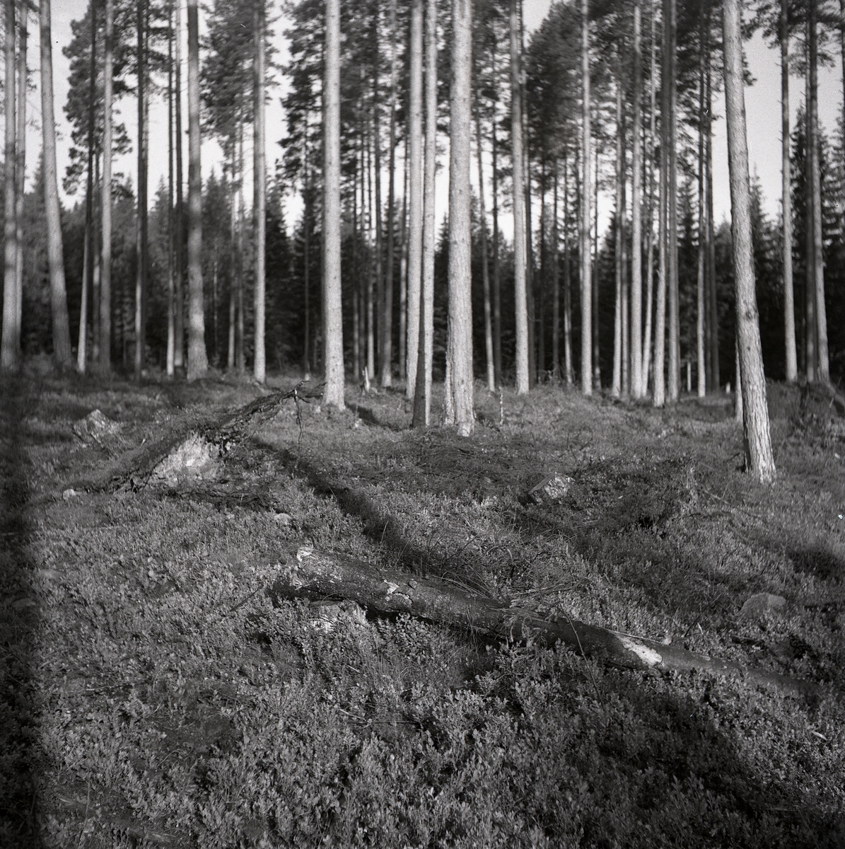 Tjäderbo. Tallskog med sten och grenar, Sunnanhed 29 juni 1954.