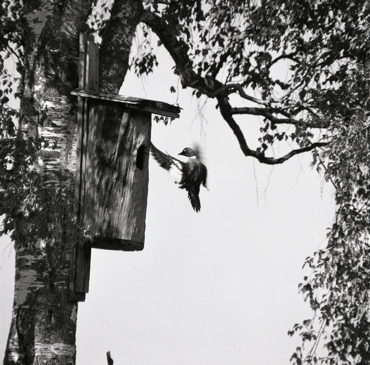 En fågel flyger utanför öppningen till en holk som sitter i en björk 1974.