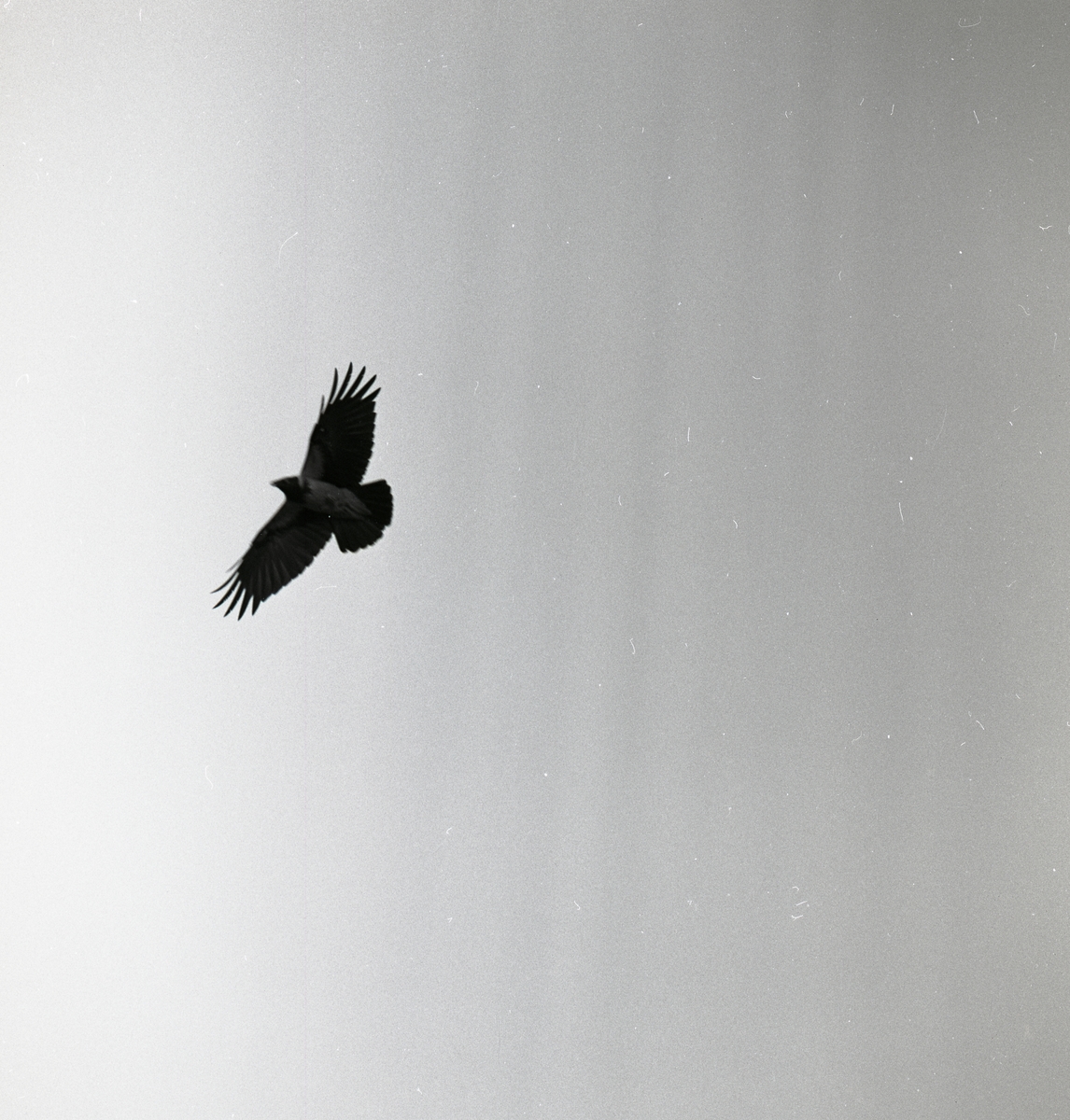 En kråka breder ut sina vingar när den flyger över fotografen.