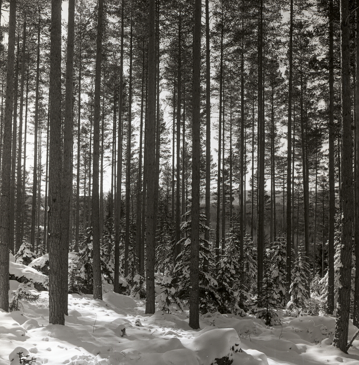Tallskog och små granar i snö, mars 1961.